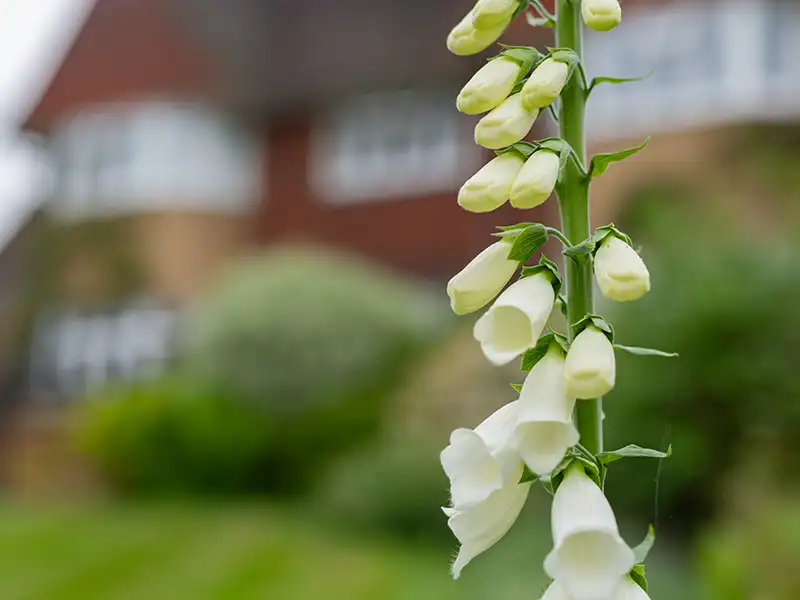 Photo of a flower in the foreground and Swarthmore Care Home out of focus in the background.